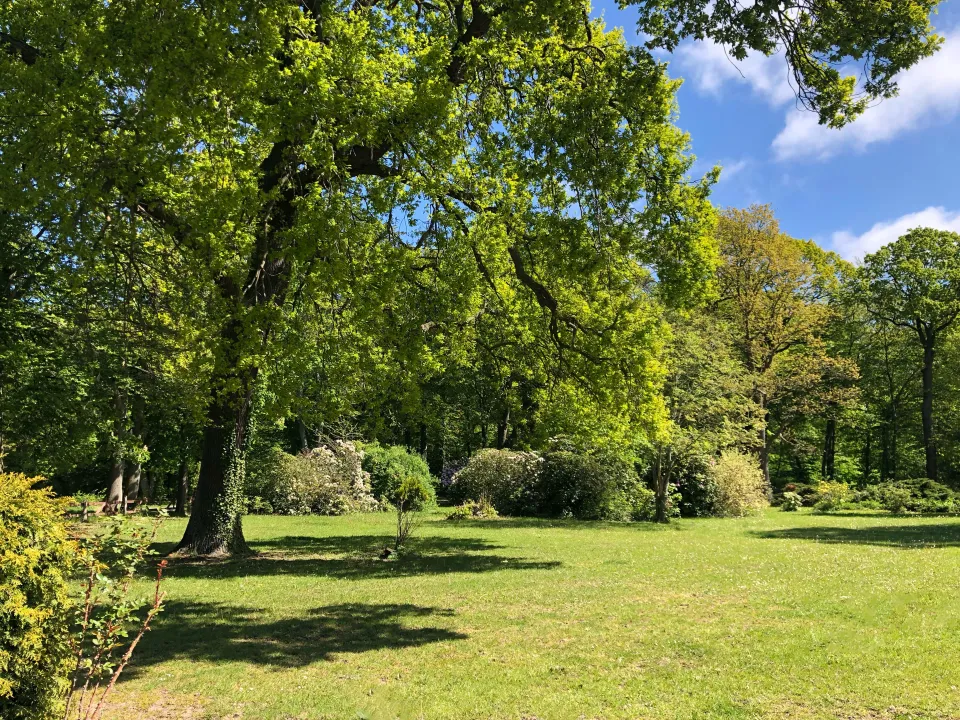 Waldgarten mit alten Bäumen am Schnatermann