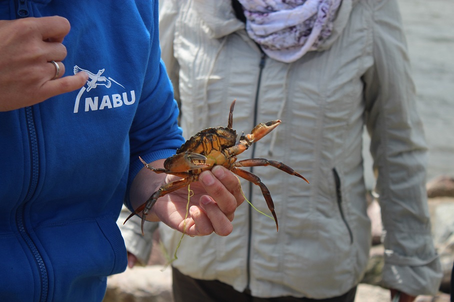 Krabbe Ostseestrand NABU